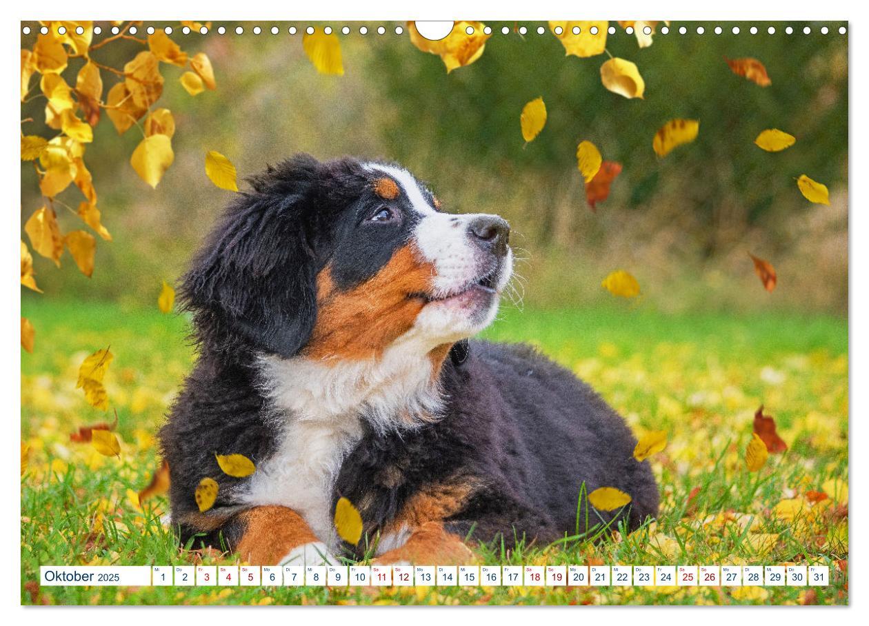 Bild: 9783435050079 | Berner Sennenhund - Ein Traum auf vier Pfoten (Wandkalender 2025...