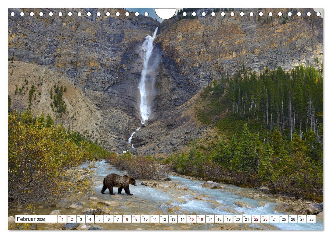 Bild: 9783383855955 | KANADA - Die Bären der Rocky Mountains (Wandkalender 2025 DIN A4...