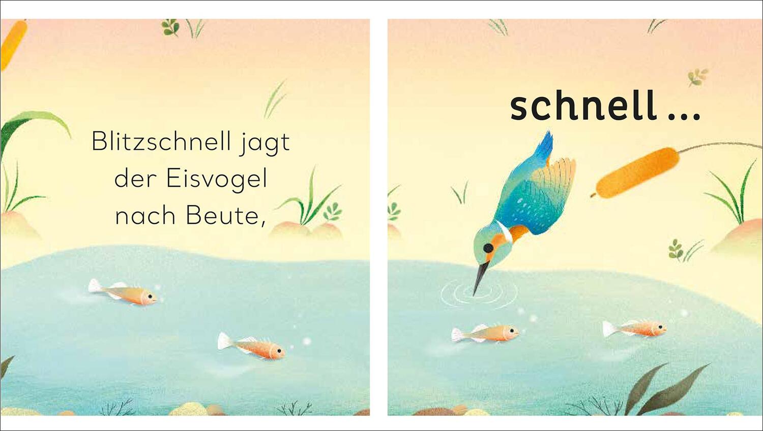 Bild: 9783458643210 | Eine kleine Welt im Teich | Will Millard | Buch | Eine kleine Welt