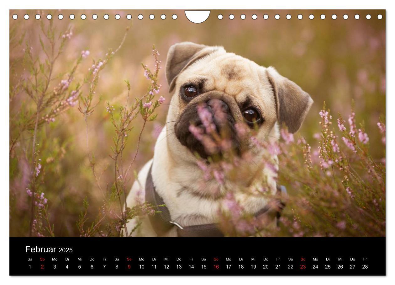 Bild: 9783435570195 | Vermopst durchs Jahr (Wandkalender 2025 DIN A4 quer), CALVENDO...