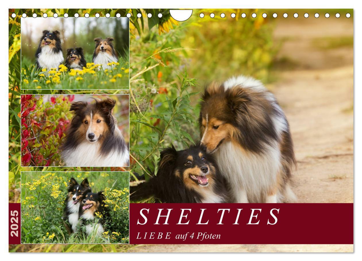 Cover: 9783435423705 | SHELTIES Liebe auf 4 Pfoten (Wandkalender 2025 DIN A4 quer),...