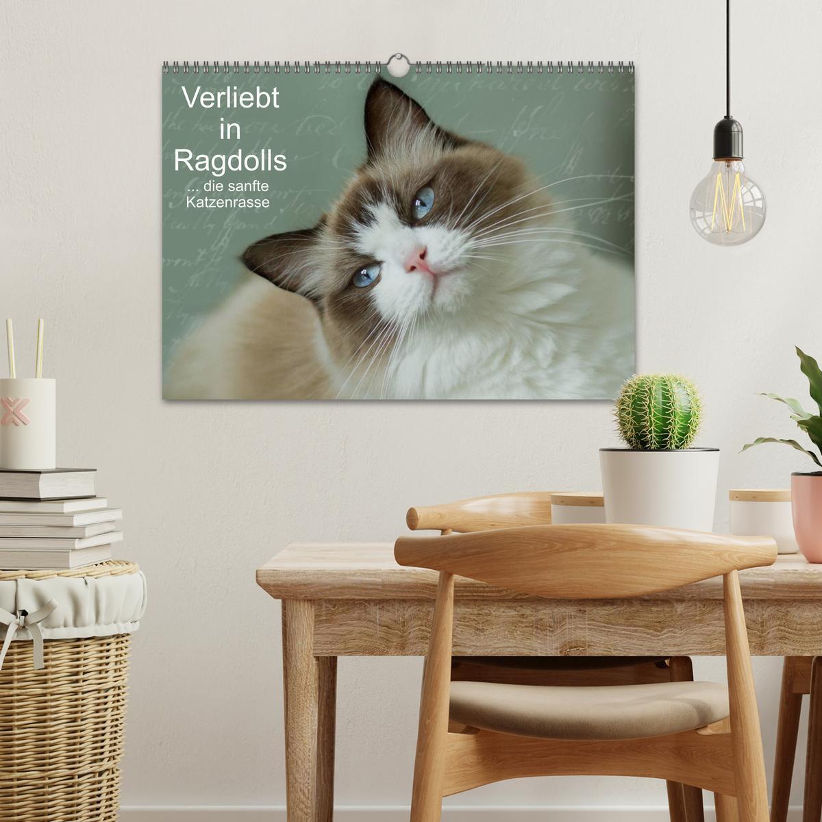 Bild: 9783435491858 | Verliebt in Ragdolls ... die sanfte Katzenrasse (Wandkalender 2025...