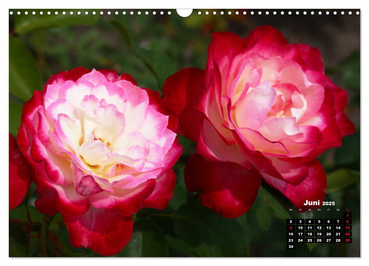 Bild: 9783435234851 | Magie der Rosen (Wandkalender 2025 DIN A3 quer), CALVENDO...