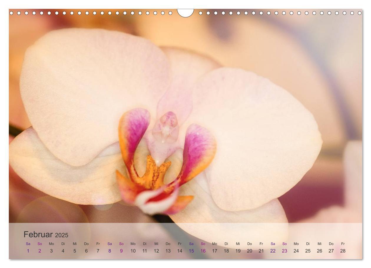 Bild: 9783435689361 | Phalaenopsis - die zauberhafte Welt der Orchideen (Wandkalender...