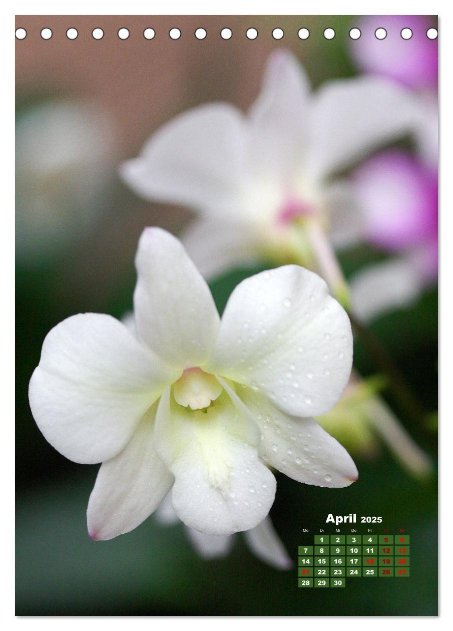 Bild: 9783435894772 | Traumhafte Orchideen (Tischkalender 2025 DIN A5 hoch), CALVENDO...