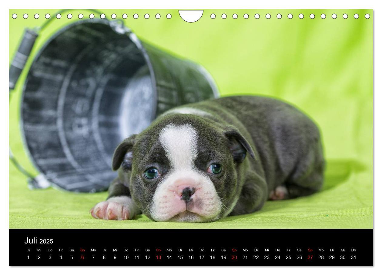 Bild: 9783435614318 | Colored Boston Terrier 2025 (Wandkalender 2025 DIN A4 quer),...