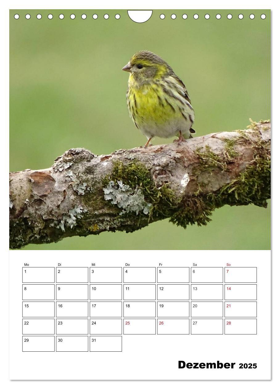 Bild: 9783457042380 | Amsel, Drossel, Fink und Star - beobachtet (Wandkalender 2025 DIN...