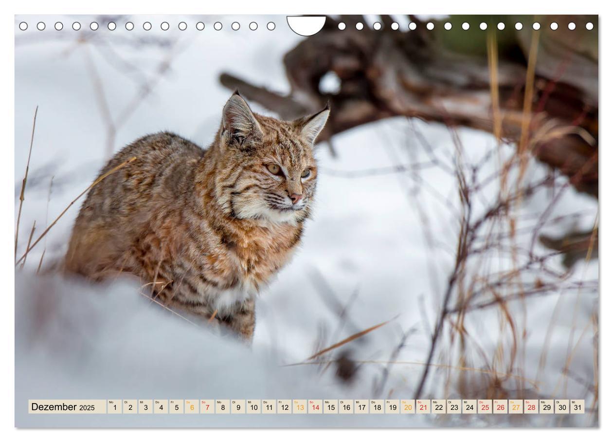 Bild: 9783435118601 | Raubkatze Luchs (Wandkalender 2025 DIN A4 quer), CALVENDO...