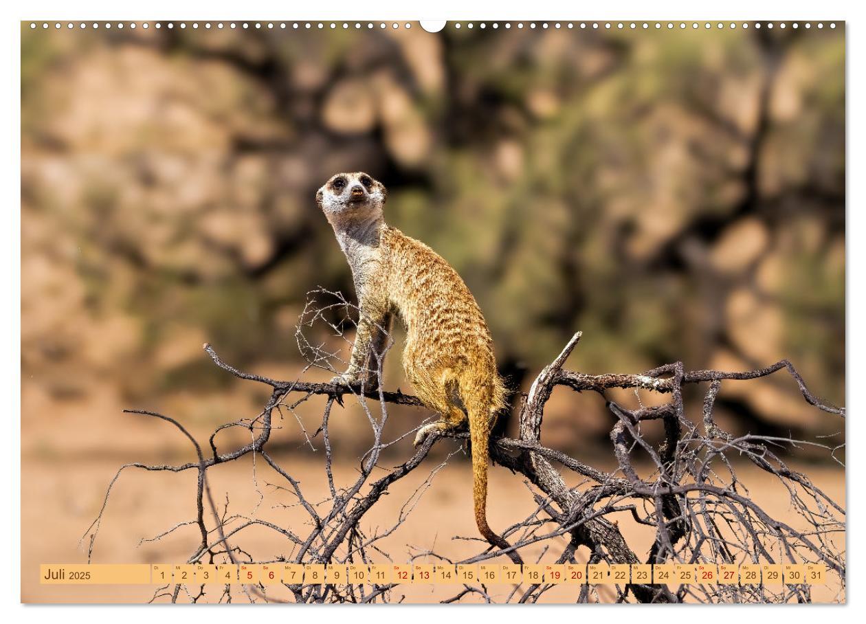 Bild: 9783383779336 | Afrikas Tierwelt - Erdmännchen (Wandkalender 2025 DIN A2 quer),...