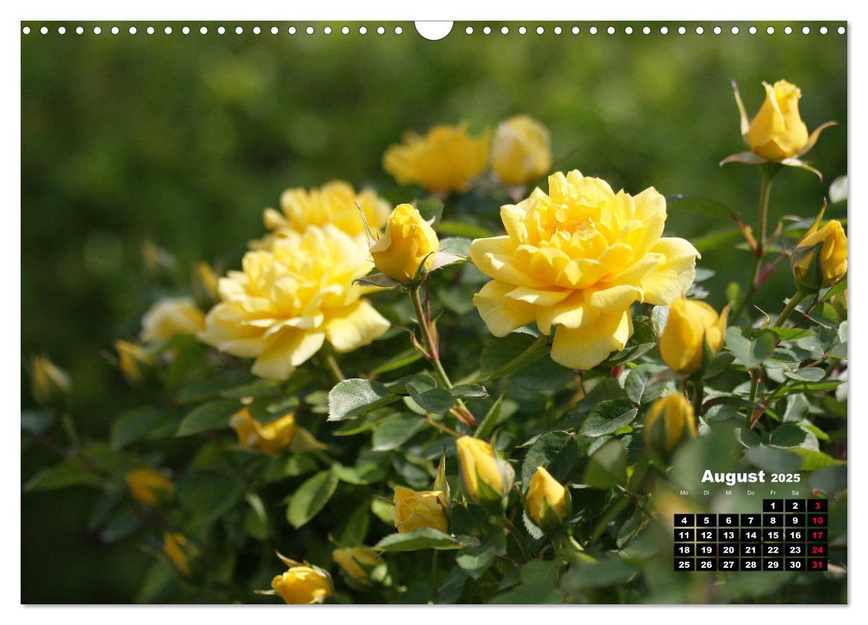 Bild: 9783435234851 | Magie der Rosen (Wandkalender 2025 DIN A3 quer), CALVENDO...