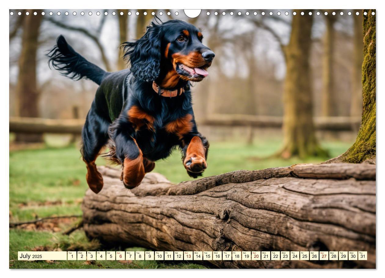 Bild: 9781325979608 | Gordon Setter - elegant powerhouse (Wall Calendar 2025 DIN A3...