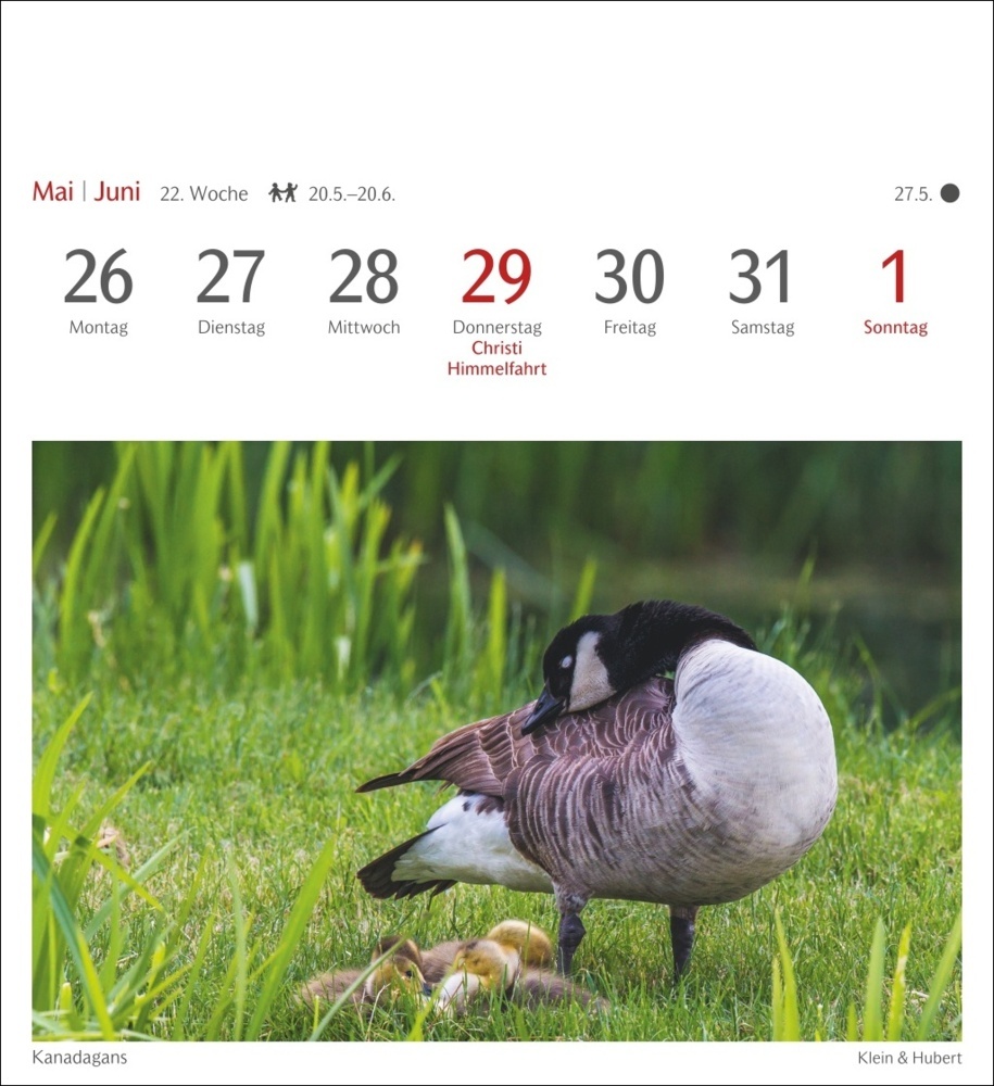 Bild: 9783840034213 | Heimische Vögel Postkartenkalender 2025 - Wochenkalender mit 53...