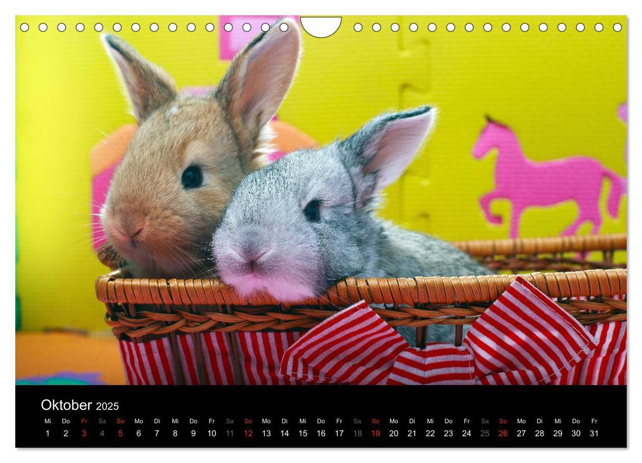 Bild: 9783435761371 | Lustige Kaninchen (Wandkalender 2025 DIN A4 quer), CALVENDO...