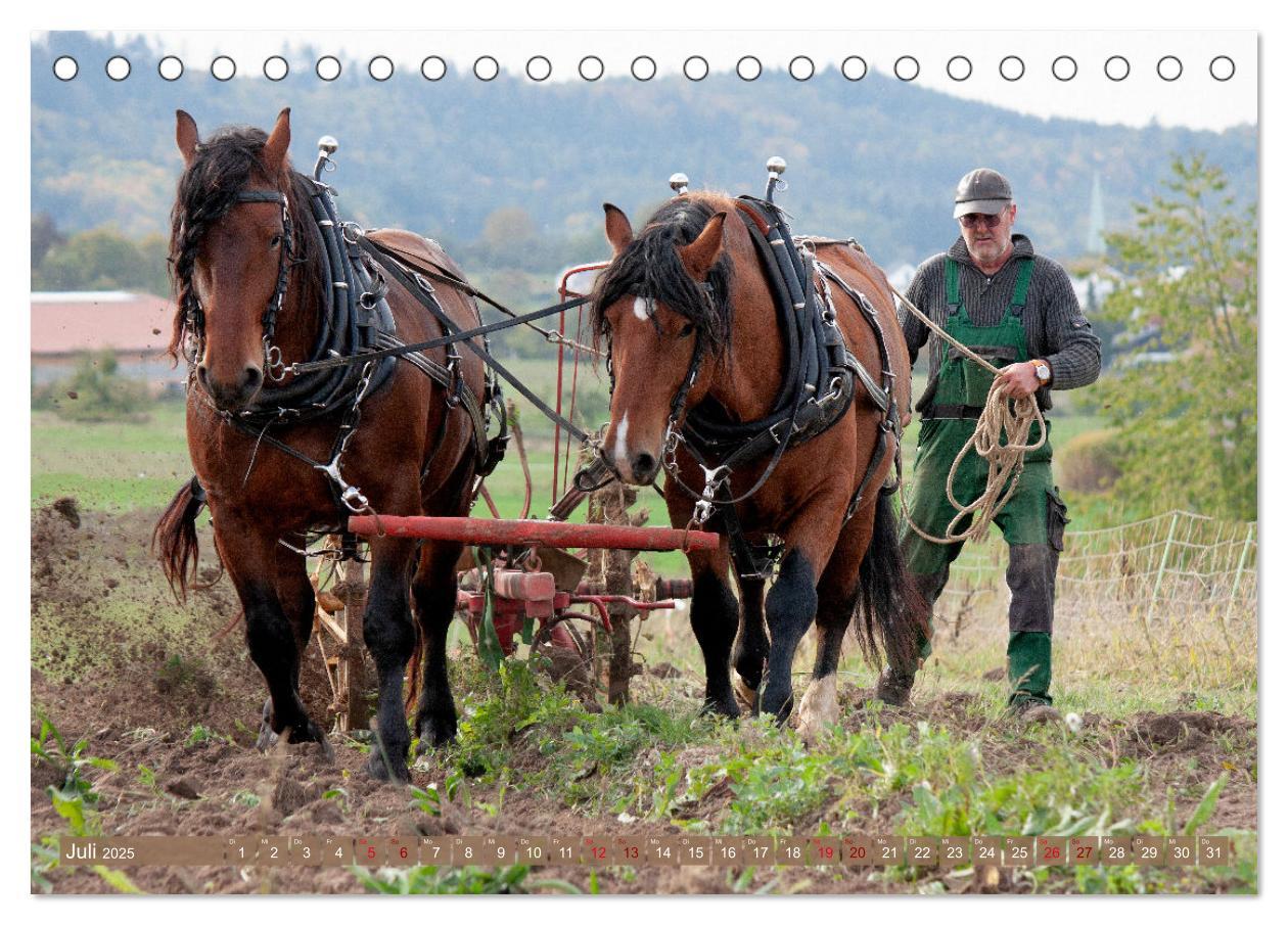 Bild: 9783435095247 | Zugpferde bei der Feldarbeit (Tischkalender 2025 DIN A5 quer),...