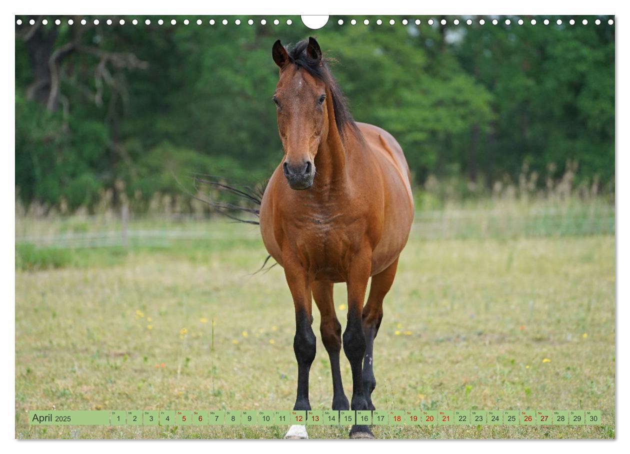 Bild: 9783383945854 | Faszination Trakehner (Wandkalender 2025 DIN A3 quer), CALVENDO...