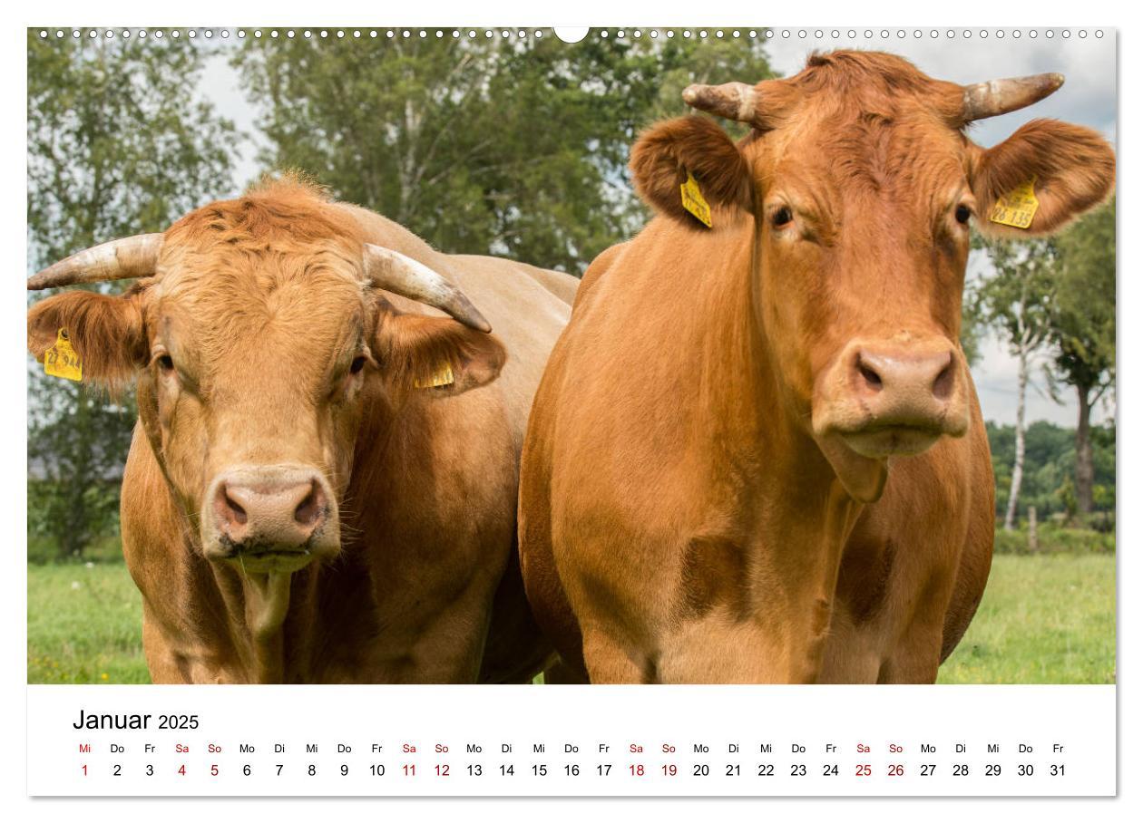 Bild: 9783435348459 | Alte Nutztierrassen 2025 (hochwertiger Premium Wandkalender 2025...