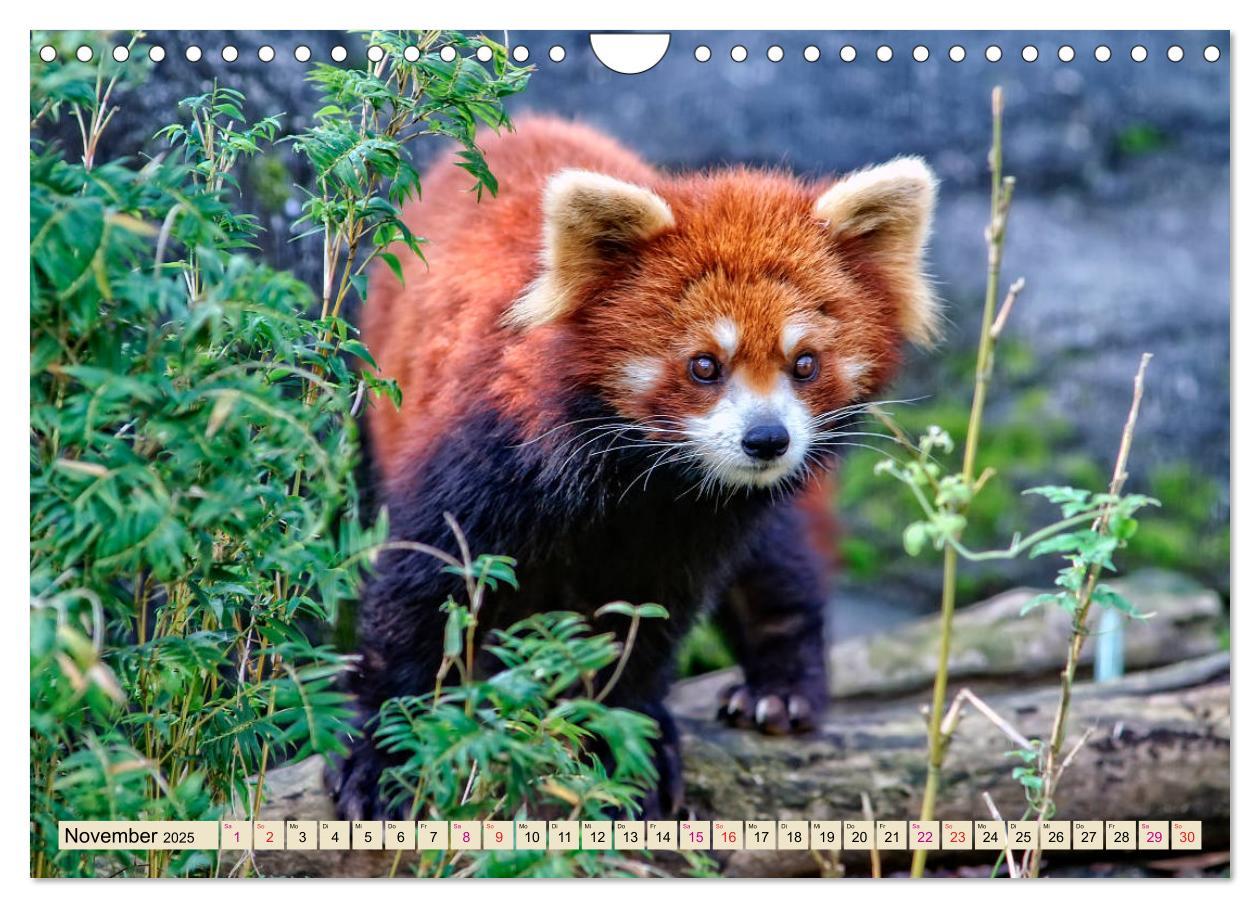 Bild: 9783435437382 | Kleiner Panda (Wandkalender 2025 DIN A4 quer), CALVENDO Monatskalender