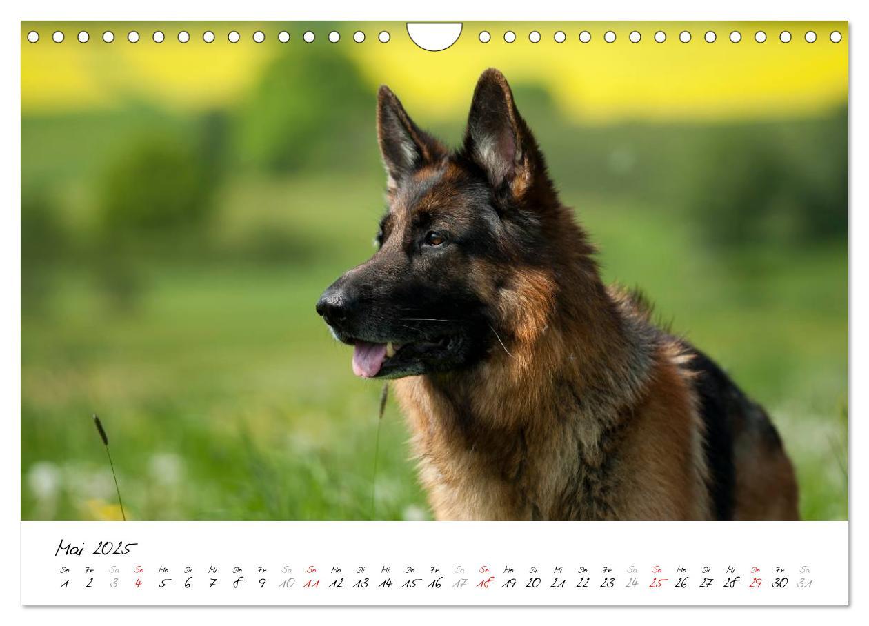 Bild: 9783435495931 | Schäferhunde Seelenhunde (Wandkalender 2025 DIN A4 quer), CALVENDO...