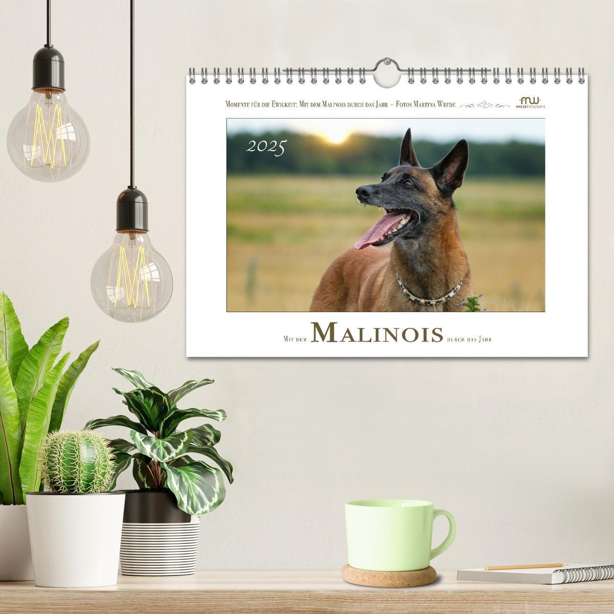 Bild: 9783383798429 | Mit dem Malinois durch das Jahr (Wandkalender 2025 DIN A4 quer),...