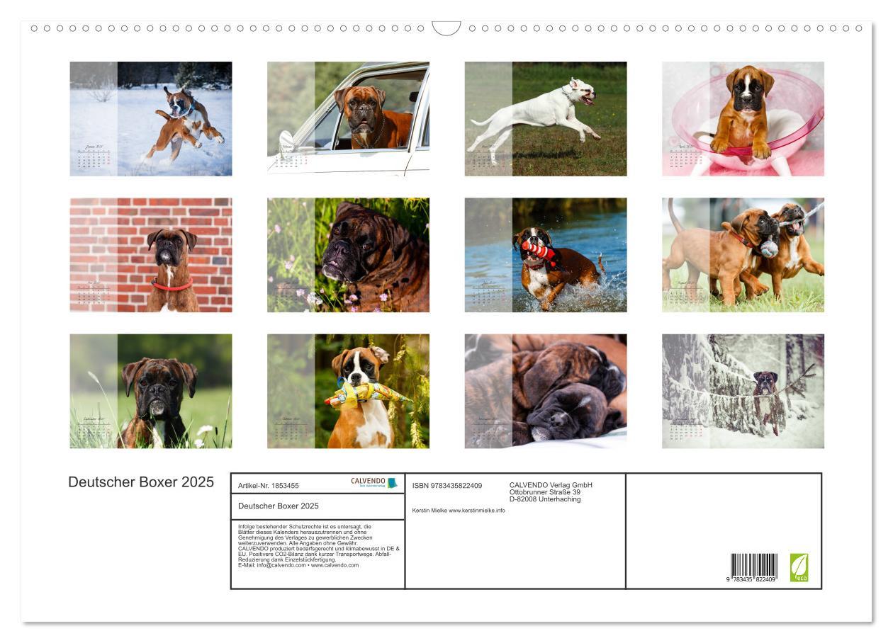 Bild: 9783435822409 | Deutscher Boxer 2025 (Wandkalender 2025 DIN A2 quer), CALVENDO...