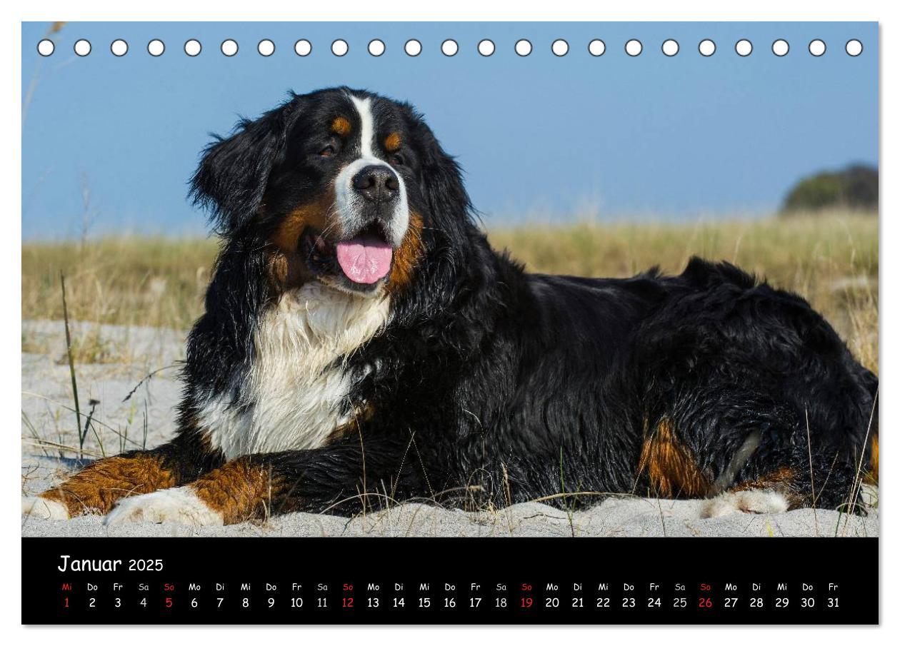 Bild: 9783435769643 | Berner Sennenhund 2025 (Tischkalender 2025 DIN A5 quer), CALVENDO...