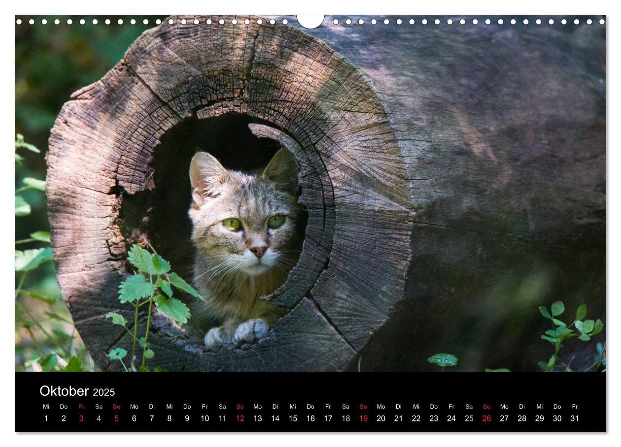 Bild: 9783435390991 | Wildkatzen - scheue Samtpfoten (Wandkalender 2025 DIN A3 quer),...