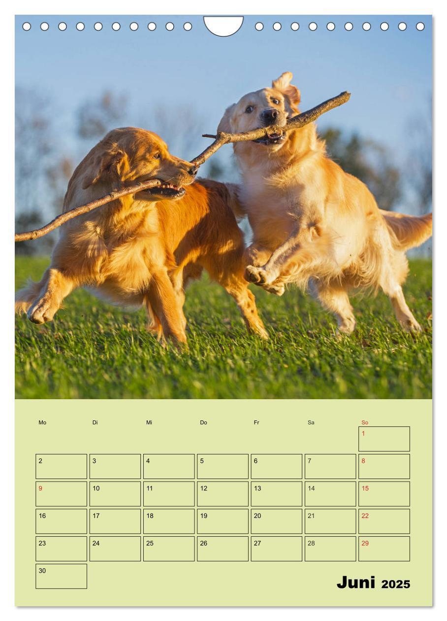 Bild: 9783435960316 | Jahresplaner Golden Retriever (Wandkalender 2025 DIN A4 hoch),...