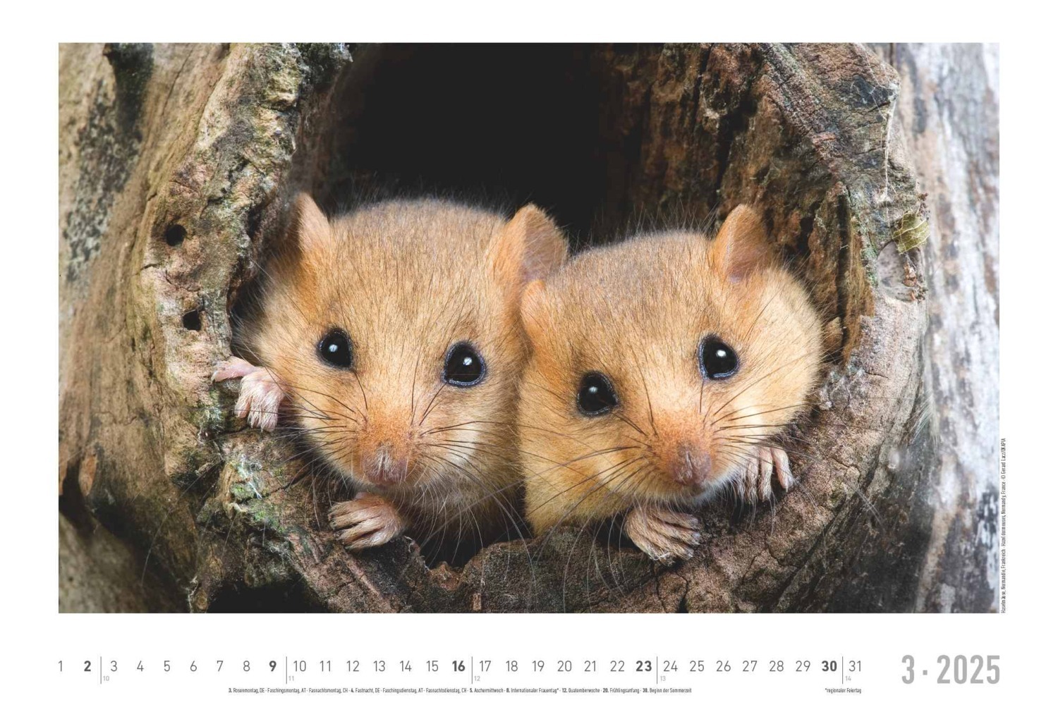 Bild: 4251732342197 | Lebensraum Wald 2025 - Bildkalender 49,5x33 cm - Tiere und Pflanzen...