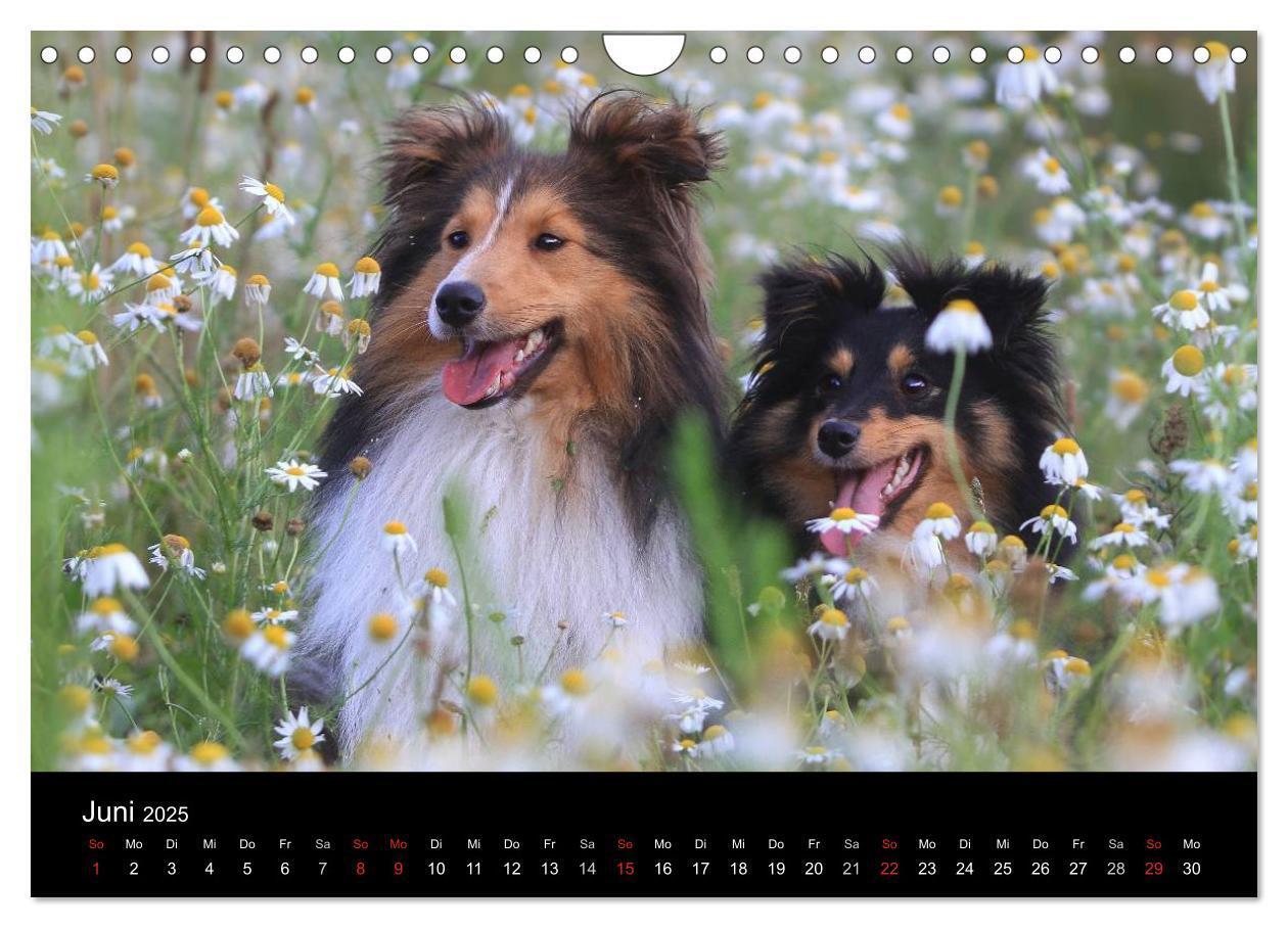 Bild: 9783435606795 | Wir lieben Shelties (Wandkalender 2025 DIN A4 quer), CALVENDO...