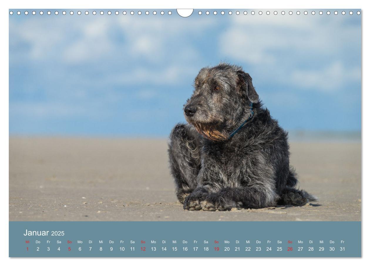 Bild: 9783435425181 | Irische Wolfshunde (Wandkalender 2025 DIN A3 quer), CALVENDO...