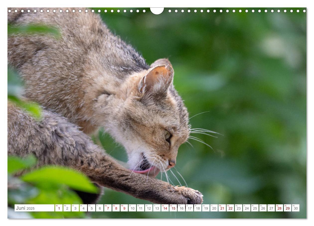 Bild: 9783435219339 | Wildkatzen - die anmutigsten Raubiere in Europa. (Wandkalender 2025...