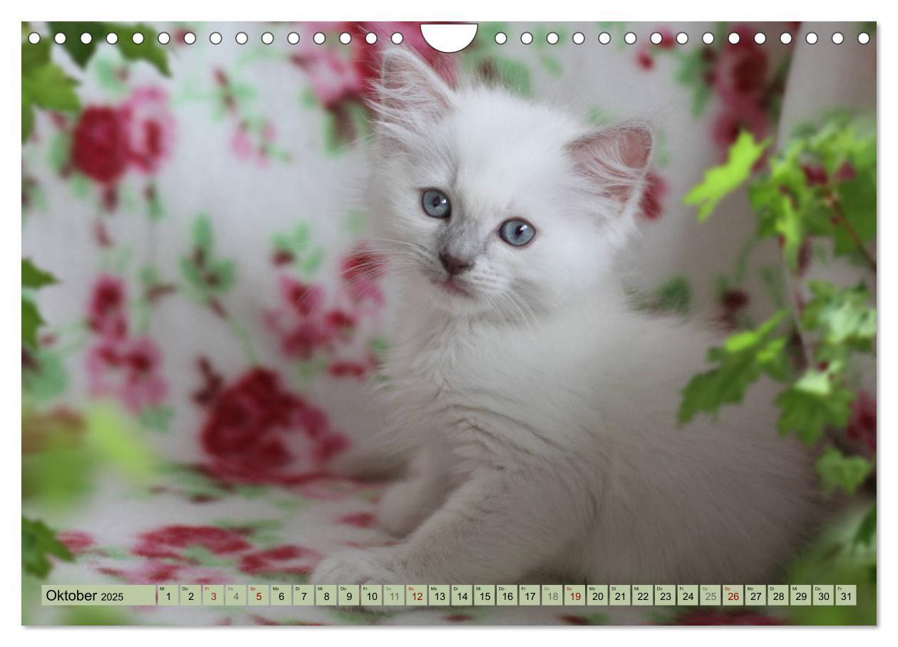 Bild: 9783435457250 | RAGDOLLS Impressionen aus der Kinderstube (Wandkalender 2025 DIN A4...