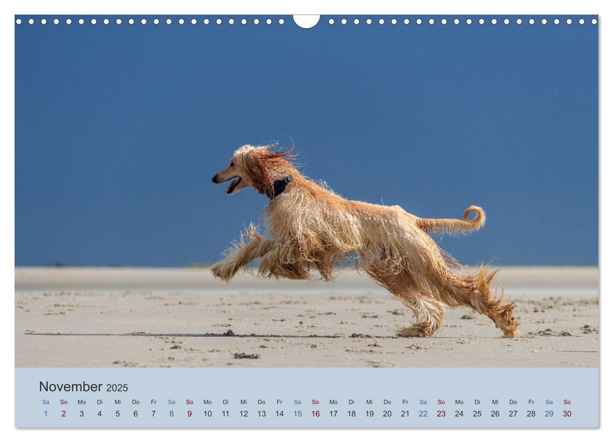 Bild: 9783435413324 | AFGHANISCHE WINDHUNDE 2025 (Wandkalender 2025 DIN A3 quer),...