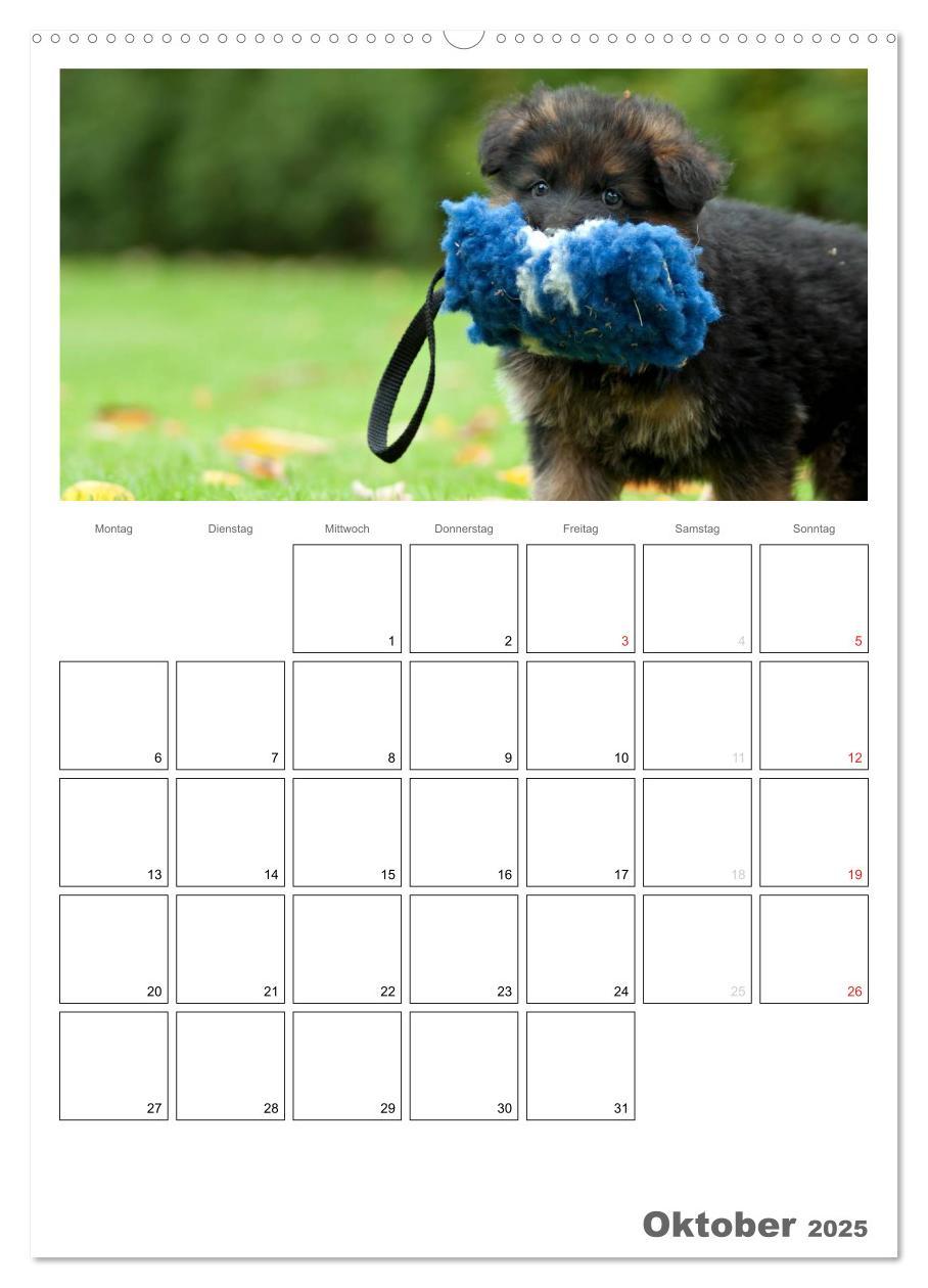 Bild: 9783457066225 | Deutscher Schäferhund - Welpen, Planer (Wandkalender 2025 DIN A2...