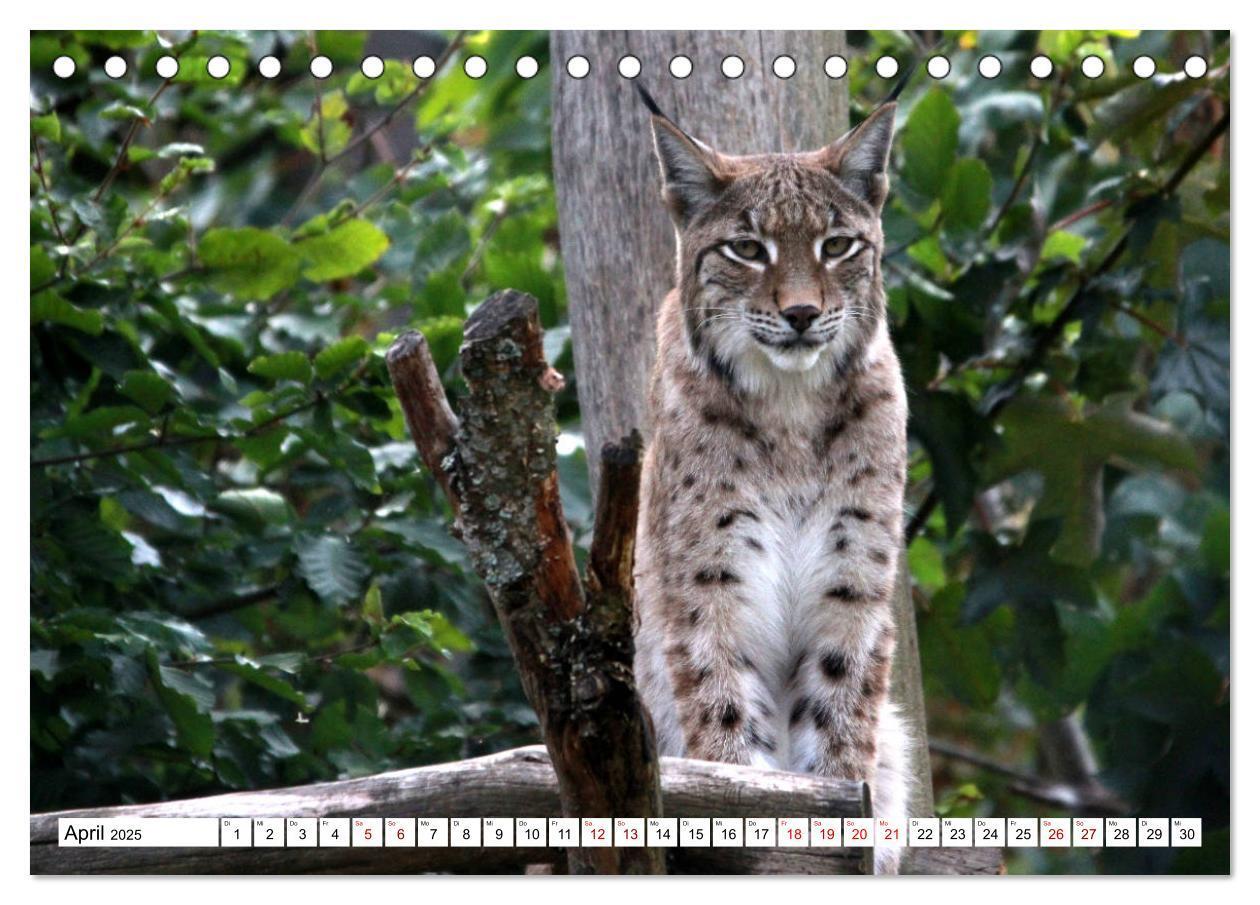 Bild: 9783435419715 | Familie Luchs - Die Jäger mit dem Pinselohr (Tischkalender 2025 DIN...