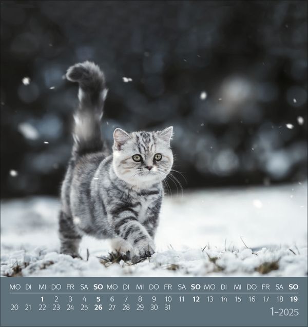 Bild: 9783731876724 | Schmusekatzen 2025 | aufstellbarer Postkartenkalender | Korsch Verlag