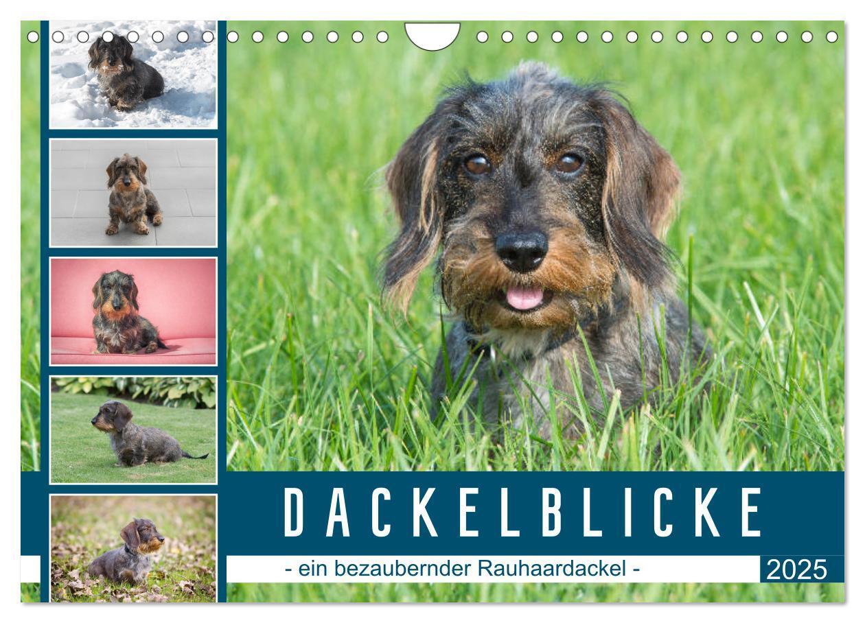 Cover: 9783435104710 | Dackelblicke - ein bezaubernder Rauhaardackel (Wandkalender 2025...