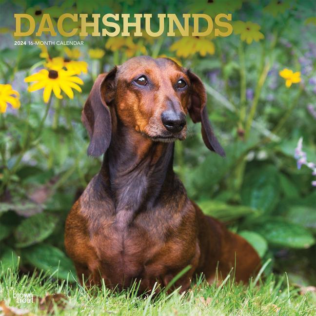 Cover: 9781975462550 | Dachshunds 2024 Square Foil | Browntrout | Kalender | Kalender | 2024