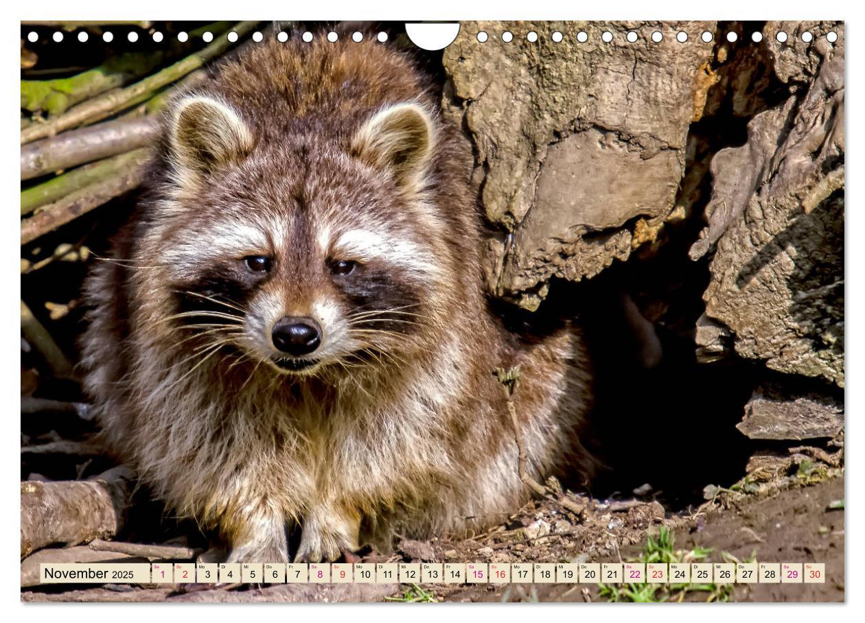 Bild: 9783435335220 | Waschbär - Niedlicher Allesfresser (Wandkalender 2025 DIN A4 quer),...