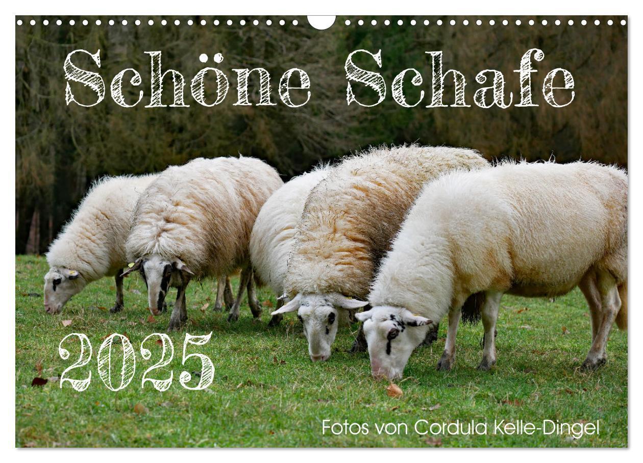 Cover: 9783435172245 | Schöne Schafe (Wandkalender 2025 DIN A3 quer), CALVENDO Monatskalender