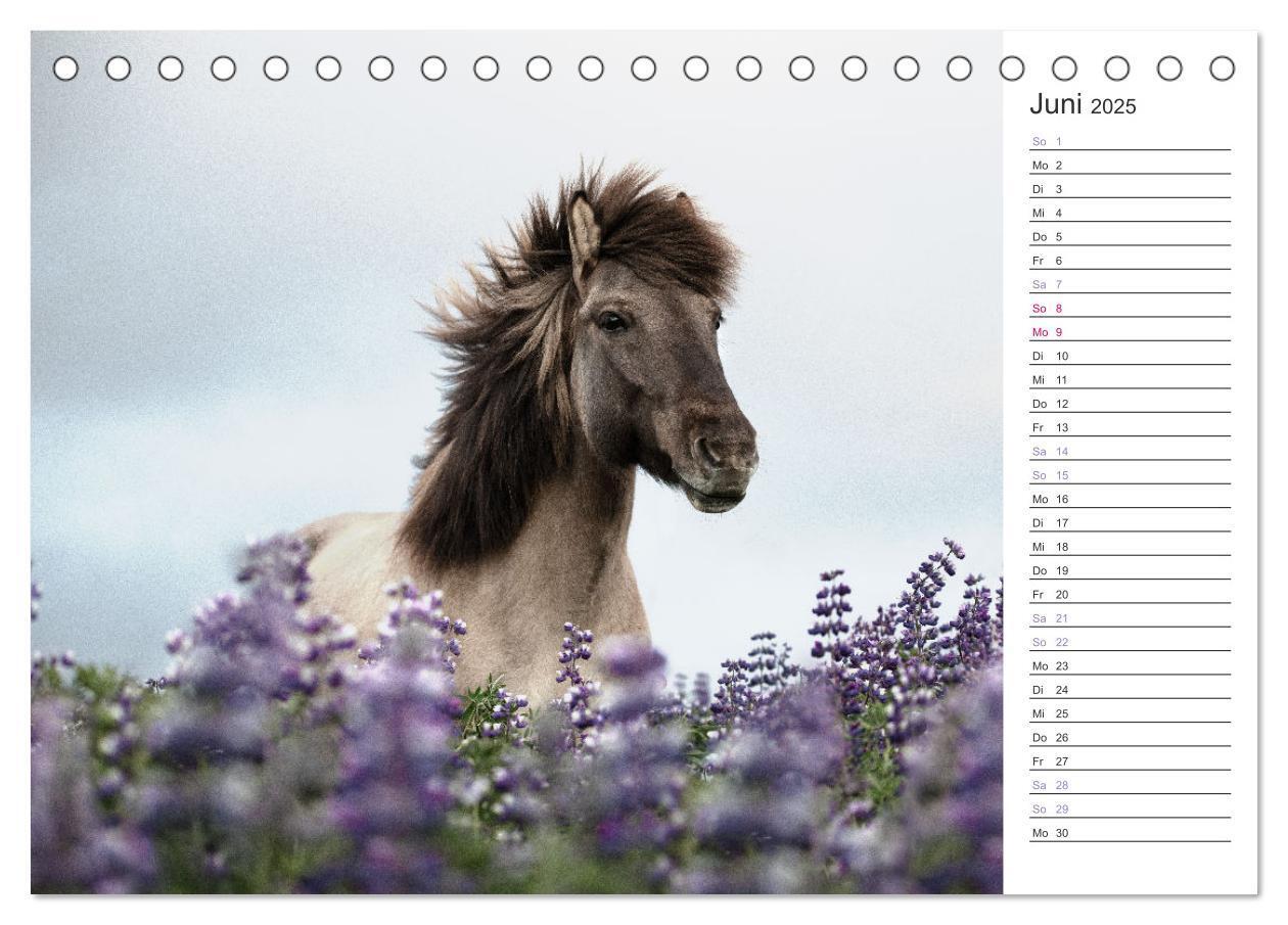 Bild: 9783383886591 | Islandpferde Kalender (Tischkalender 2025 DIN A5 quer), CALVENDO...