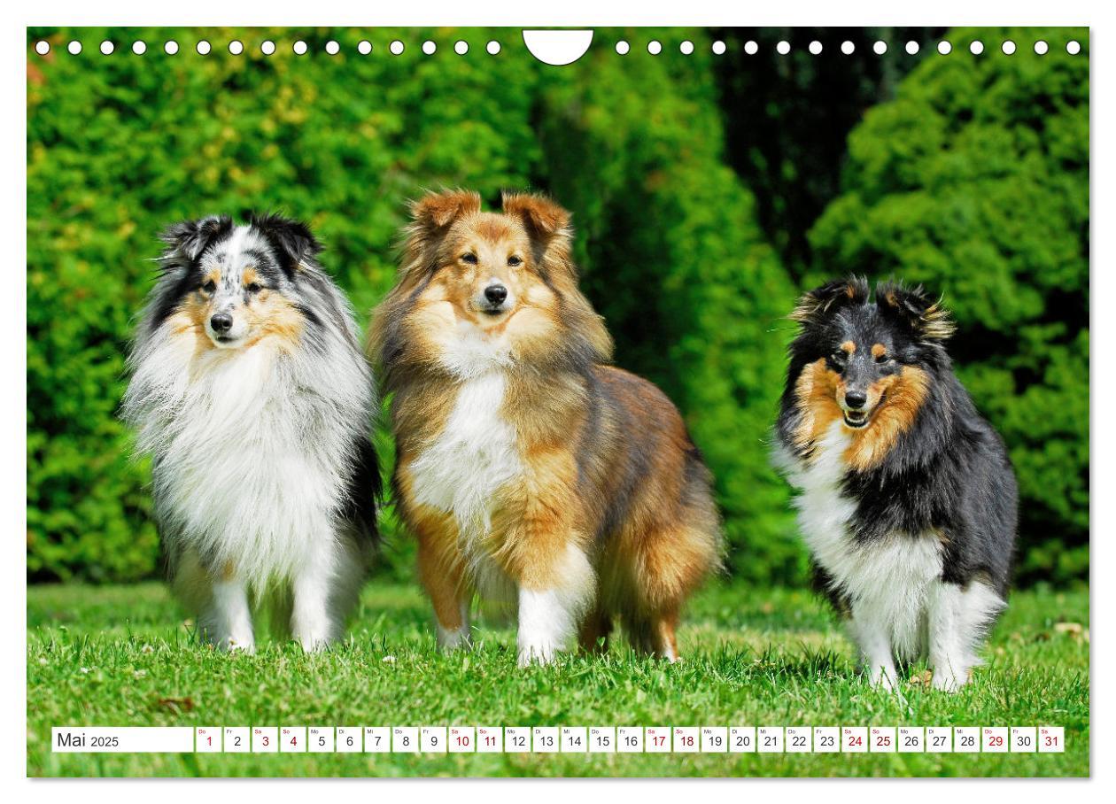 Bild: 9783457169902 | Sheltie - Ein Stück vom Glück (Wandkalender 2025 DIN A4 quer),...