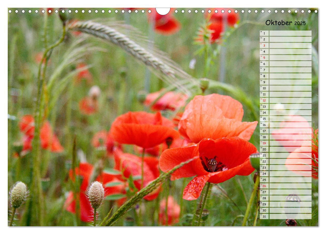 Bild: 9783435288137 | Klatschmohn im Feld (Wandkalender 2025 DIN A3 quer), CALVENDO...