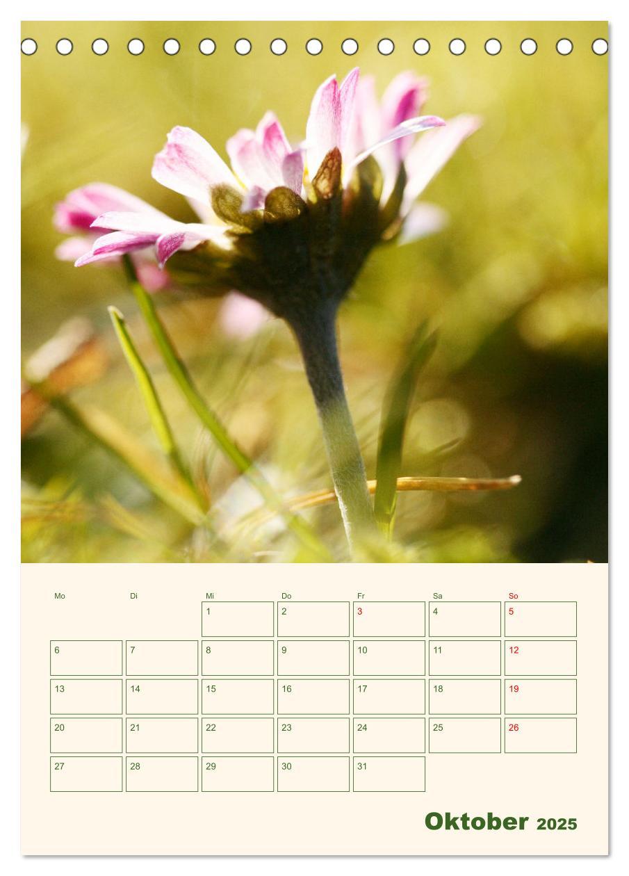 Bild: 9783435929559 | Verträumte Gänseblümchen (Tischkalender 2025 DIN A5 hoch), CALVENDO...