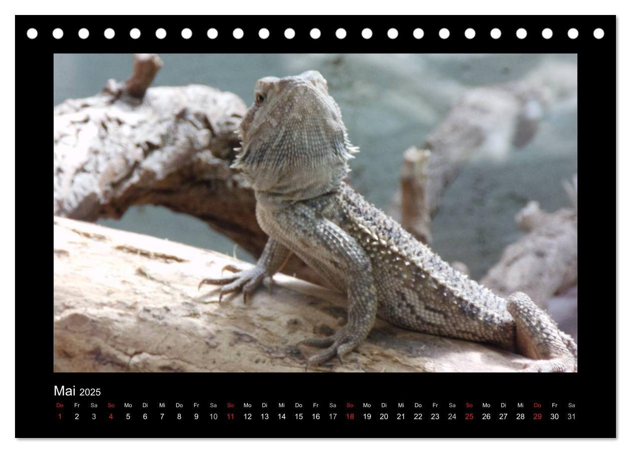 Bild: 9783435806256 | Faszinierende Reptilien (Tischkalender 2025 DIN A5 quer), CALVENDO...