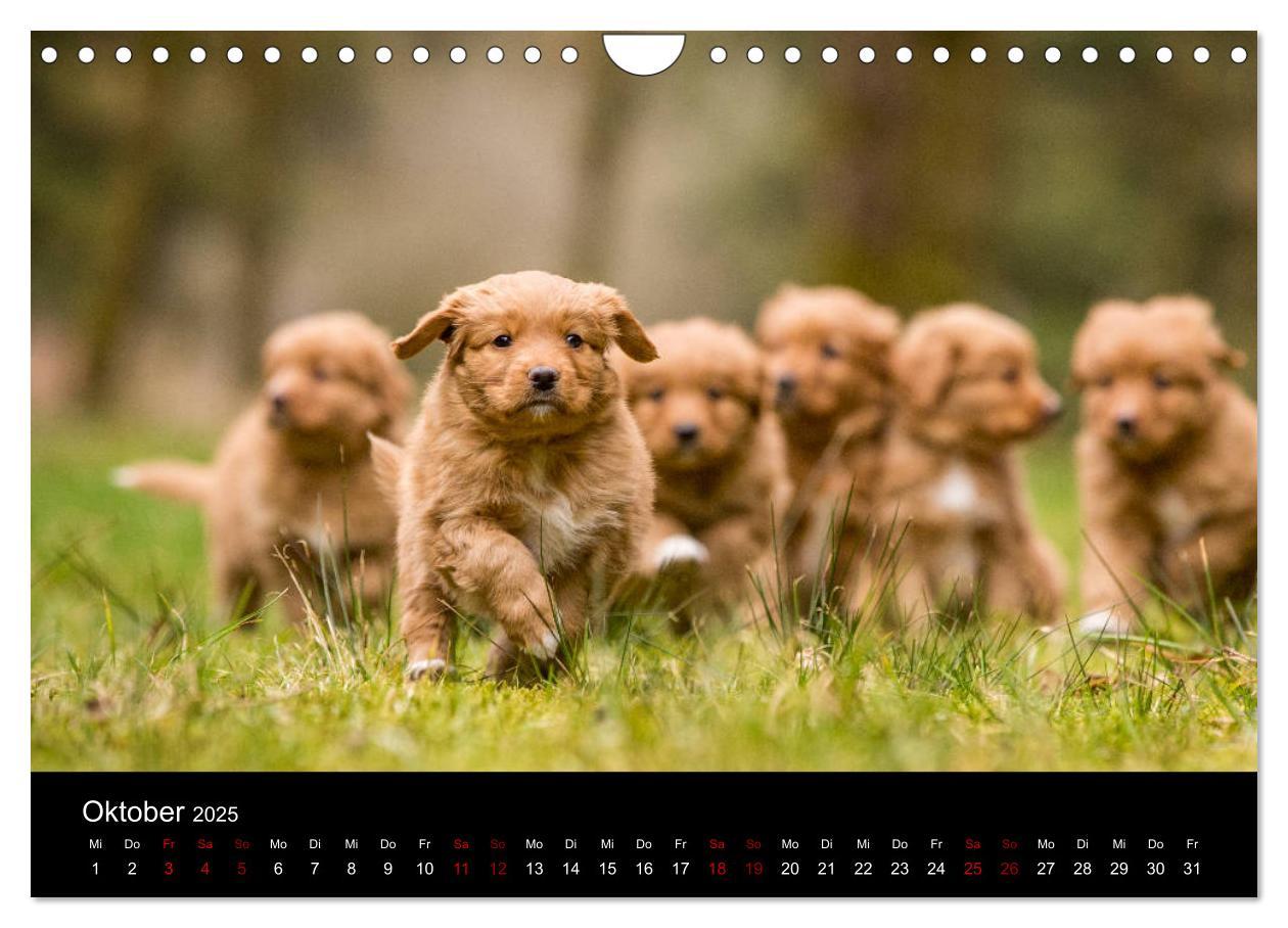 Bild: 9783435392919 | Toller - Nova Scotia Duck Tolling Retriever (Wandkalender 2025 DIN...