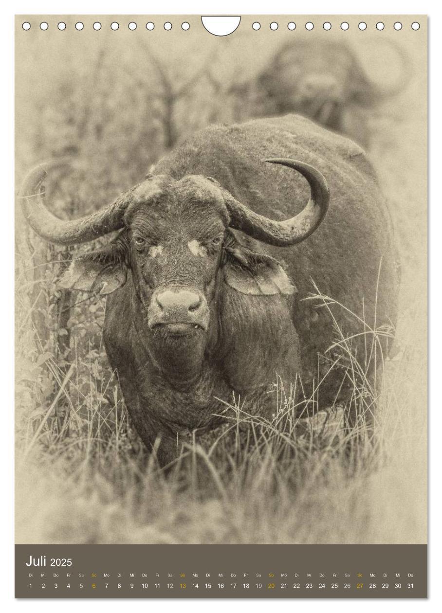 Bild: 9783457013724 | Afrikas Tierwelt - Sepia-Art (Wandkalender 2025 DIN A4 hoch),...