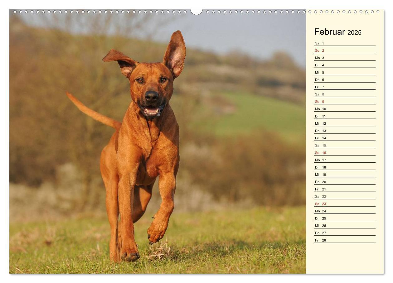 Bild: 9783435540570 | Rhodesian Ridgeback 2025 (Wandkalender 2025 DIN A2 quer), CALVENDO...