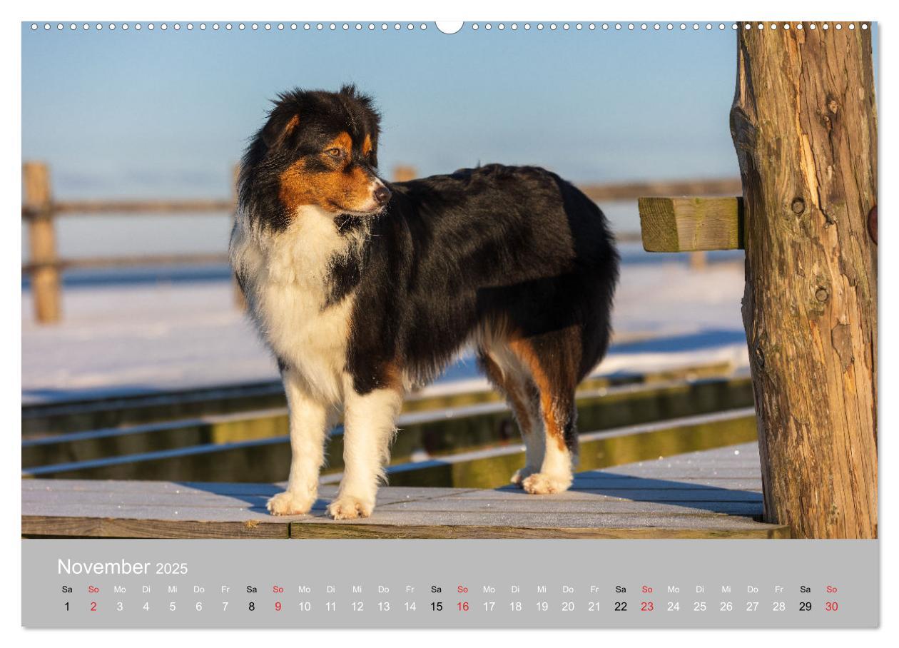 Bild: 9783435667543 | Australian Shepherd 2025 (hochwertiger Premium Wandkalender 2025...