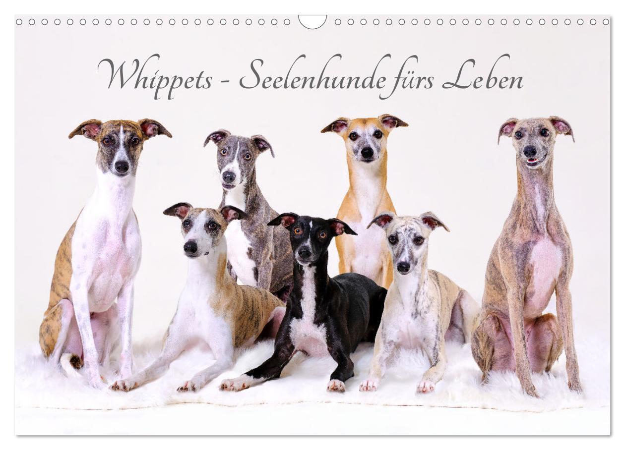 Cover: 9783383889783 | Whippets - Seelenhunde fürs Leben (Wandkalender 2025 DIN A3 quer),...